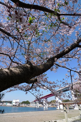 桜と大橋